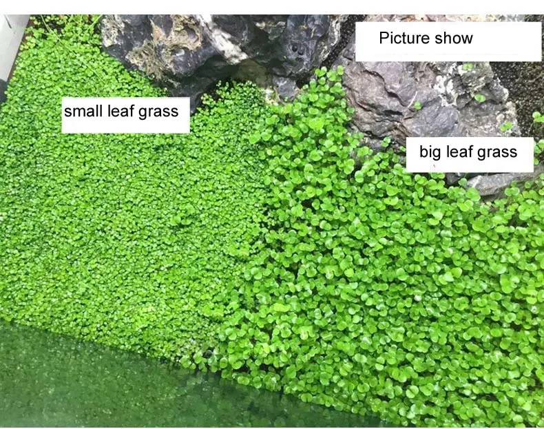 Водоросли водная трава Семена аквариумных растений пара/воловья/Любовь/счастливый листок водной Пейзаж украшения аквариума