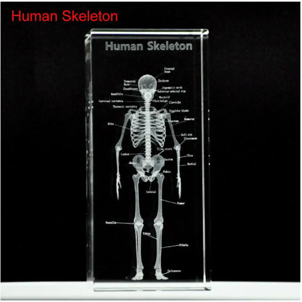 

1 Pc/Pack Cool 3D Crystal Inside-Carving Human Model Skeleton for Art Sketch & Anatomy Education