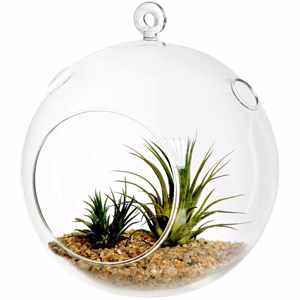 Hanging Ornament Glass Vase Cristal Hinterland 6" Hanging TerrariumPlanter Air Plant Terrarium