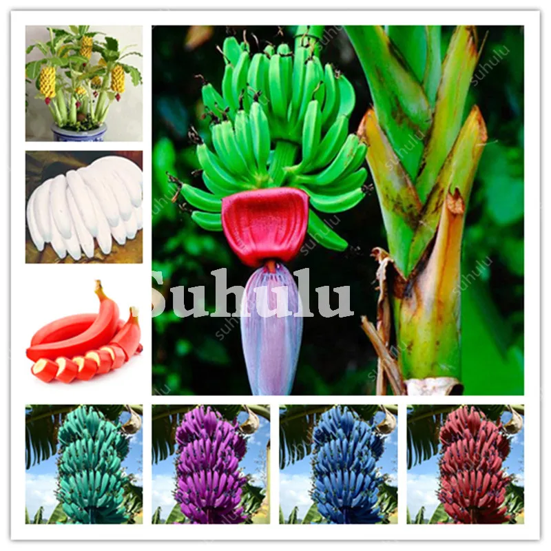 

100Pcs Banana Fruits bonsai Organic Heirloom Dwarf Fruit Tree Plant Outdoor Perennial Frutas Healthy Nutritious Food Home Garden