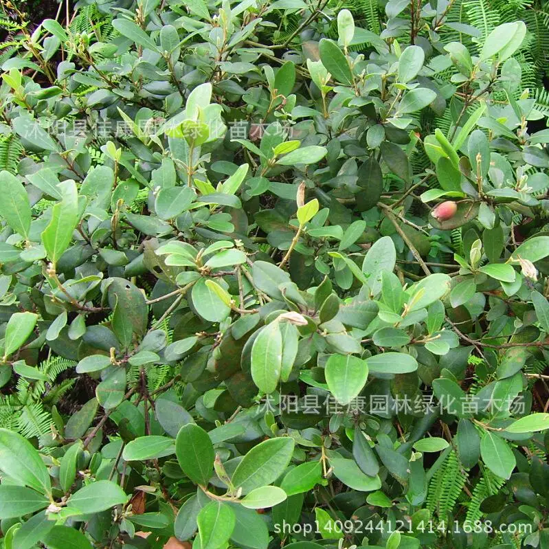 

Tree plant authentic mountain myrtle bonsai M. dodecandrum Minoru subtree root plant peach pear uncle when Mother 200g / Pack