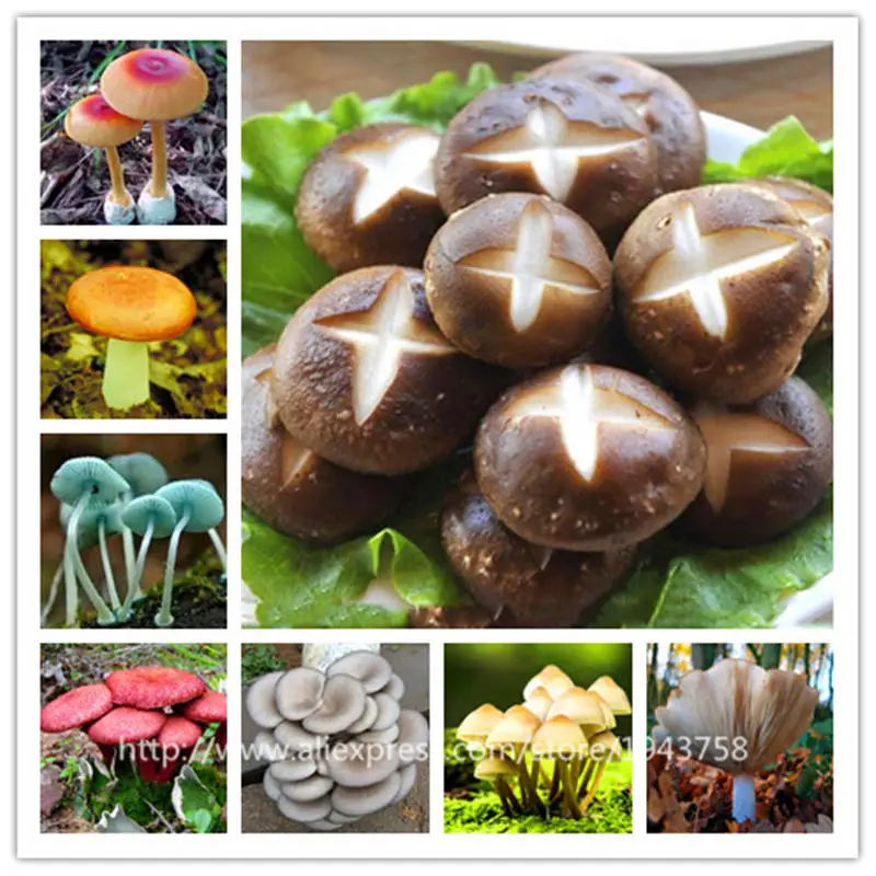 200pcs bag Mushroom Seeds Funny Succlent Plant Edible Health Vegetable 25 Kinds Mushroom Seeds For Happy
