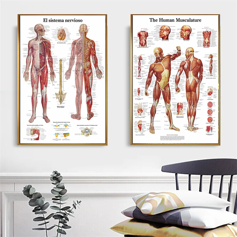 AnatomiePathologieSystemeAnatomischenAnatomieChartsSystemPoster