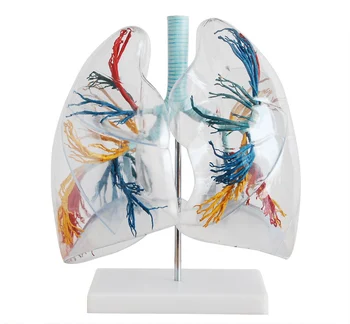 

2X Transparent Lung Segment Model Lung Anatomy Bronchial Tree Model Thoracic Surgery Respiratory Specimens Human Lung Model