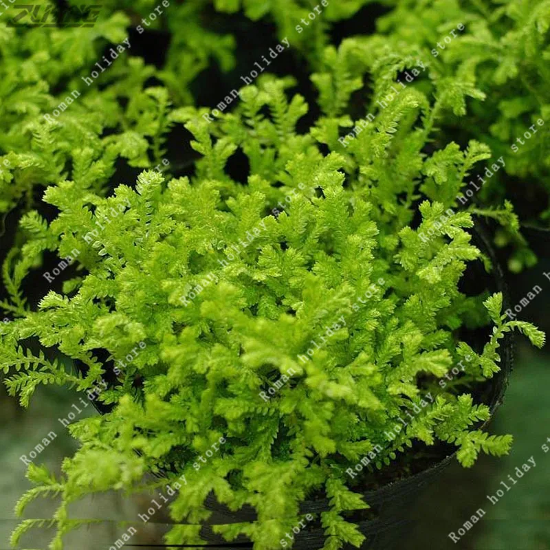 

ZLKING 200 Pcs Aquatic Moss Natural Groundcover Green Fresh Air Ground Cover Perennials Grass Perennial Ornamental Bonsai