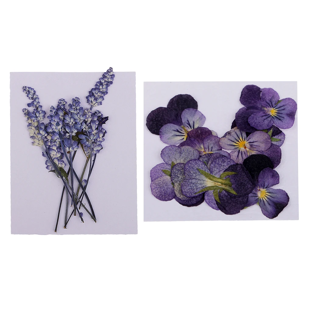 22x Pressed Dried Flowers Real Violet Sage DIY Art Crafts Scrapbooking for Handmade Bookmarks Album Frame Decor