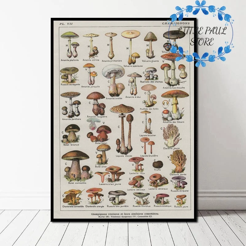 

Vintage Style Botanical Educational Mushrooms Identification Reference Art Canvas Poster Wall Picture for Living Room No Frame