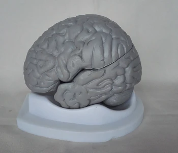 

1:1 Human Brain Model Cerebrovascular Model Assembled Brain Anatomy Model Medical Science Teaching Models Educational Supplies