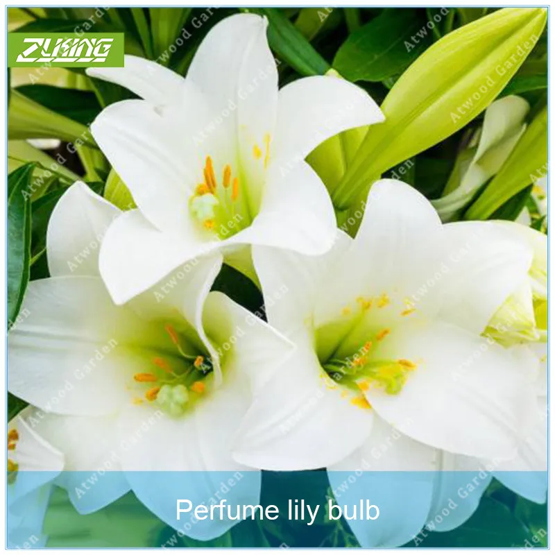 1pcs Lily Bulb Flower Bonsai Plants For Home Garden Scented Perennial Plants Garden Flowers And Bulbs Summer