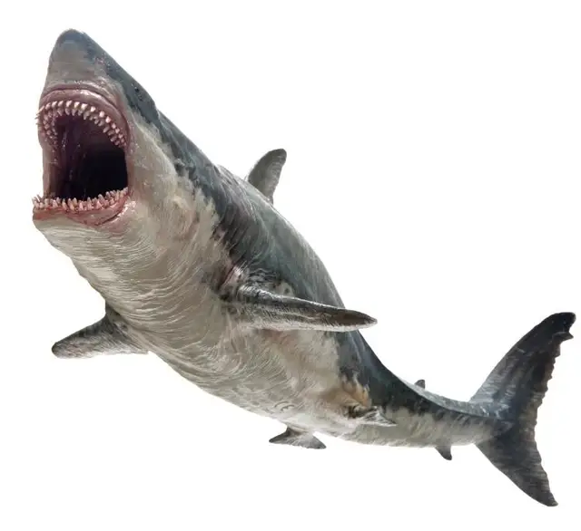 Aliexpress.com : Buy PNSO Megalodon Shark With Bracket