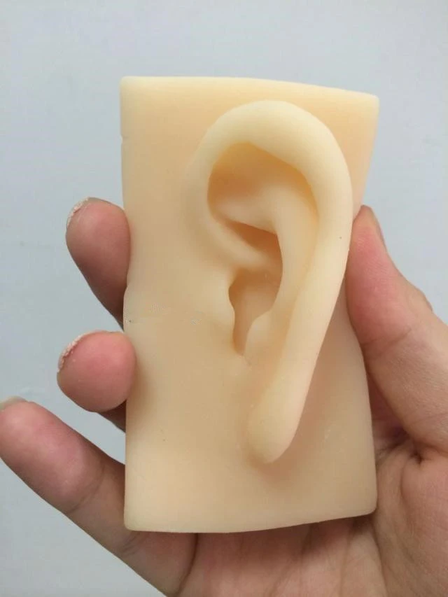 ear clay model