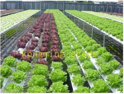lettuce seeds 200 pcs Leaf Salad Lolla Biondi Organic Heirloom vegetable seeds for home garden plant