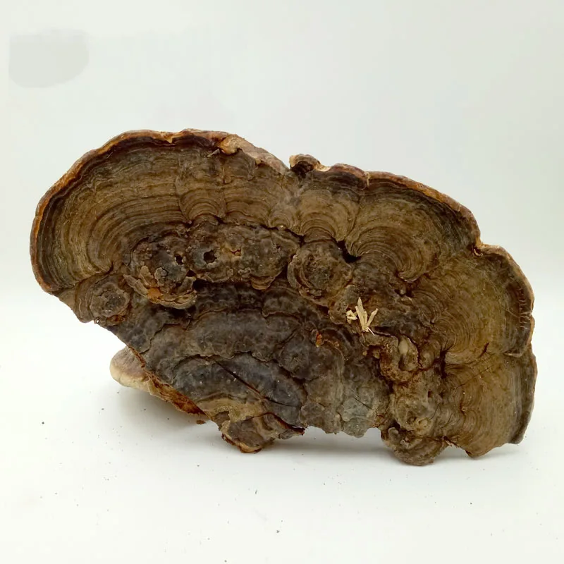 

Pure Natural Wild Green Ganoderma Lucidum Flat Cover Tongue Deep Mountain Old Linzhi No Added