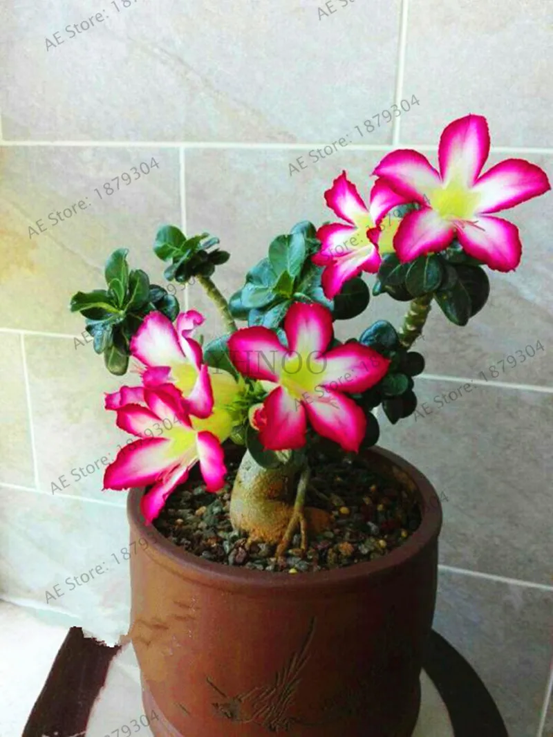 5 шт. высокое качество пустынная Роза Флорес Adenium Obesum plantas цветочный горшок бонсай Плант для домашнего сада растения - Цвет: 4