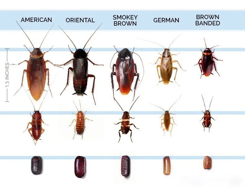 5 шт./лот лекарство от тараканов с сильным притяжением, 10 г, гелевая ловушка для наживки, нетоксичное воздействие, опрыскивание инсектицидами, безопасная для борьбы с вредителями