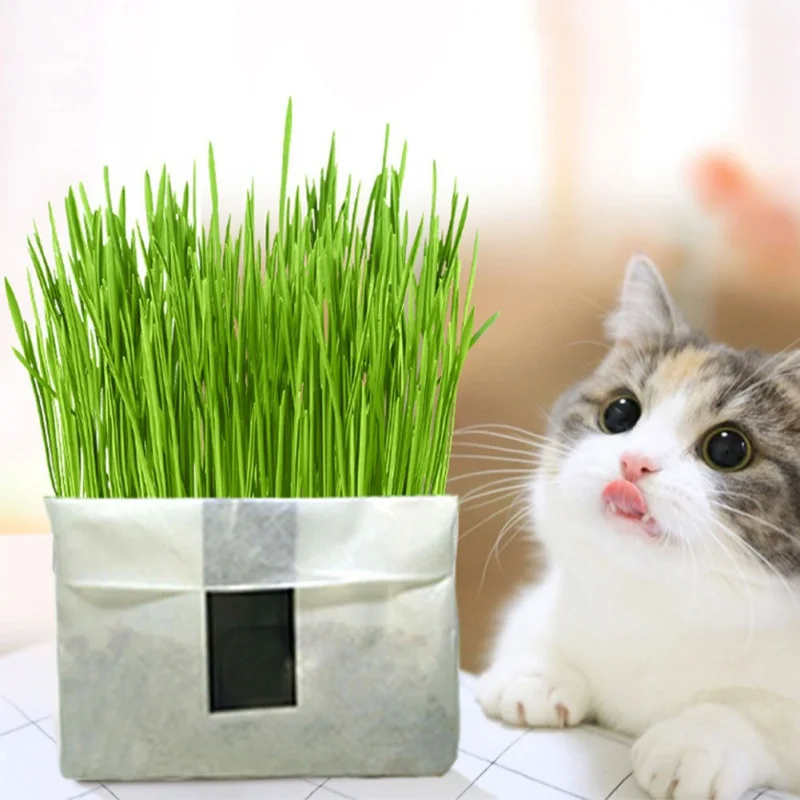 N Cat Grass Soilless Culture Kit- Seeds And Flowerpot Pet Soilless Cultivation Cat Grass To Hair Ball To Help Digest Cat Stomach