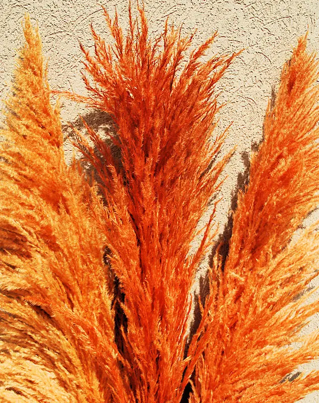 Buy 1200 Pcs Pampas Grass Seeds Selloana Free Shipping
