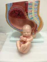 

female childbirth Anatomical Model Nine-month fetus Model free shipping