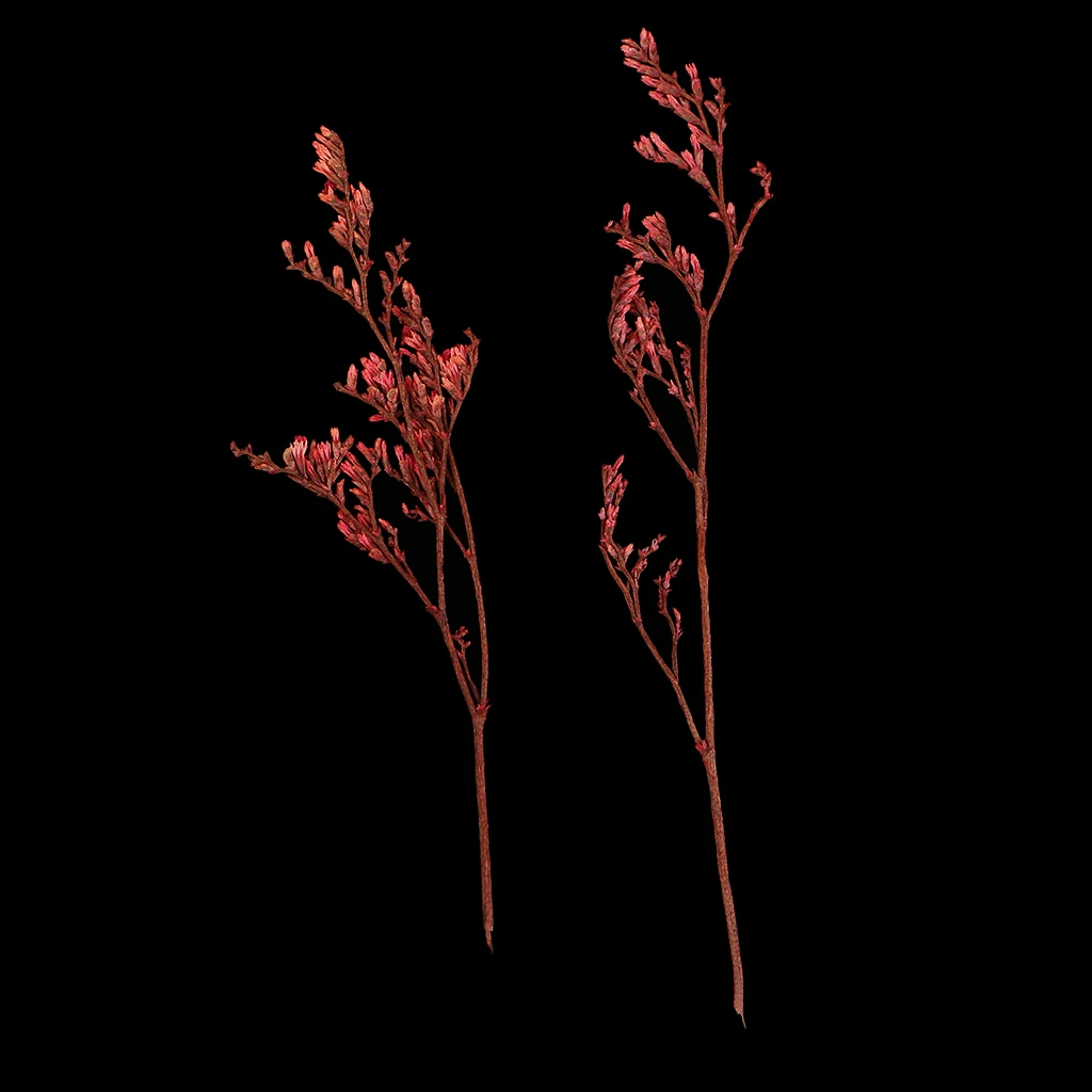 20 Pieces Dyed Red Limonium Dried Flowers Embellishments for DIY Phone Case Decoration Handmade Resin Casting Ornament 7-10cm