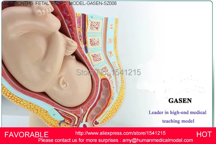 

PREGNANCY EMBRYO DEVELOPMENT MODEL,GYNECOLOGICAL FETAL EDUCATION,BABY FETAL DEVELOPMENT PROCESS FEMALE PELVIC-GASEN-SZ006