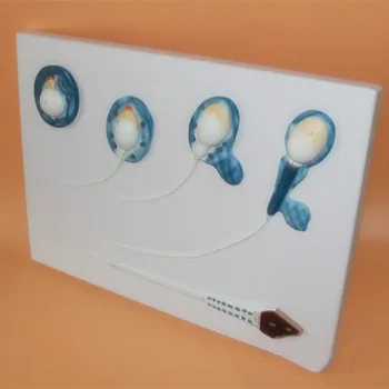 

Simulation Sperm Development Process Model Male Reproduction Sperm Structure Anatomy Amplification Model Free Shipping 53*38*5cm