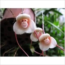 200pcs Beautiful Monkey face orchids seeds Multiple varieties Bonsai plants Seeds for home & garden