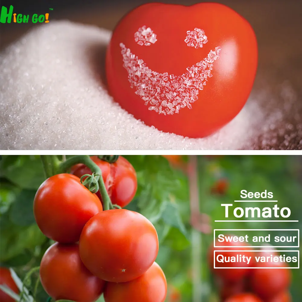 New Varieties Of Tomato Seed Quality Non Modified Seeds Healthy Fruit And Vegetables New Varieties Of Tomato Seed Quality Non Modified Seeds Healthy Fruit And Vegetables