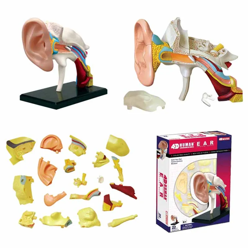 Аниме человеческое тело 4D Скелет Череп для изучения анатомии манекен сердце Анатомия в натуральную величину уха Модель обучающая головоломка детская медицинская научная игрушка - Цвет: EAR