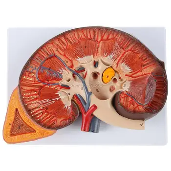 

3 X life size Human Deluxe Kidney with Adrenal Gland traumatic pistol medical skeleton trauma anatomy medical instruments anatom