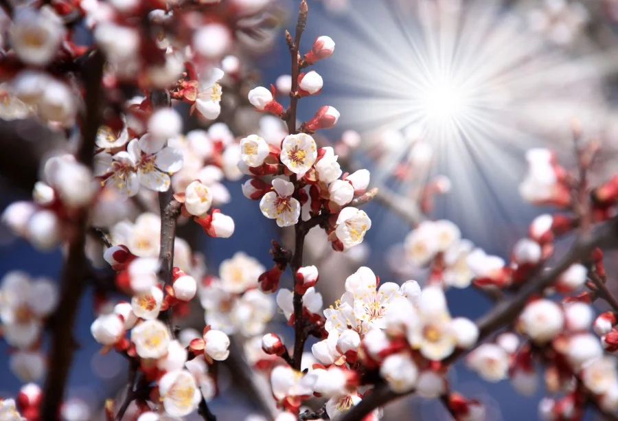 

Laeacco Blooming Flowers Sunlight Scenic Portrait Photography Background Customized Photographic Backdrop For Photo Studio