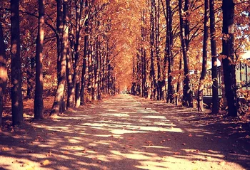 

Vinyl Photography Backdrops Wonderland autumn Trees newborn children Wedding Birthday Party Photo Booth Backgrounds