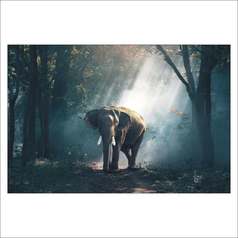 5D DIY Full Diamond Square Painting Cross Stitch Embroidered Elephant in Jungle Mural Home Decor Gift T149 | Дом и сад