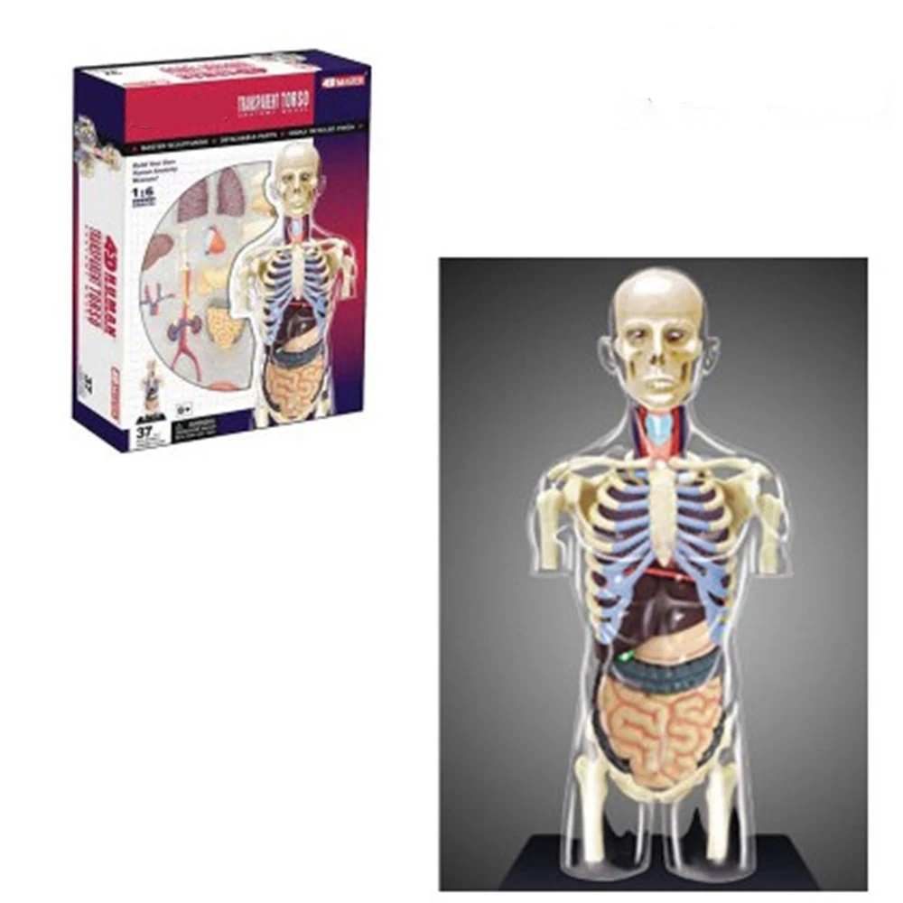 

Mini 1:6 Human male assembly model Assembled Human Anatomy Model Gift for Children