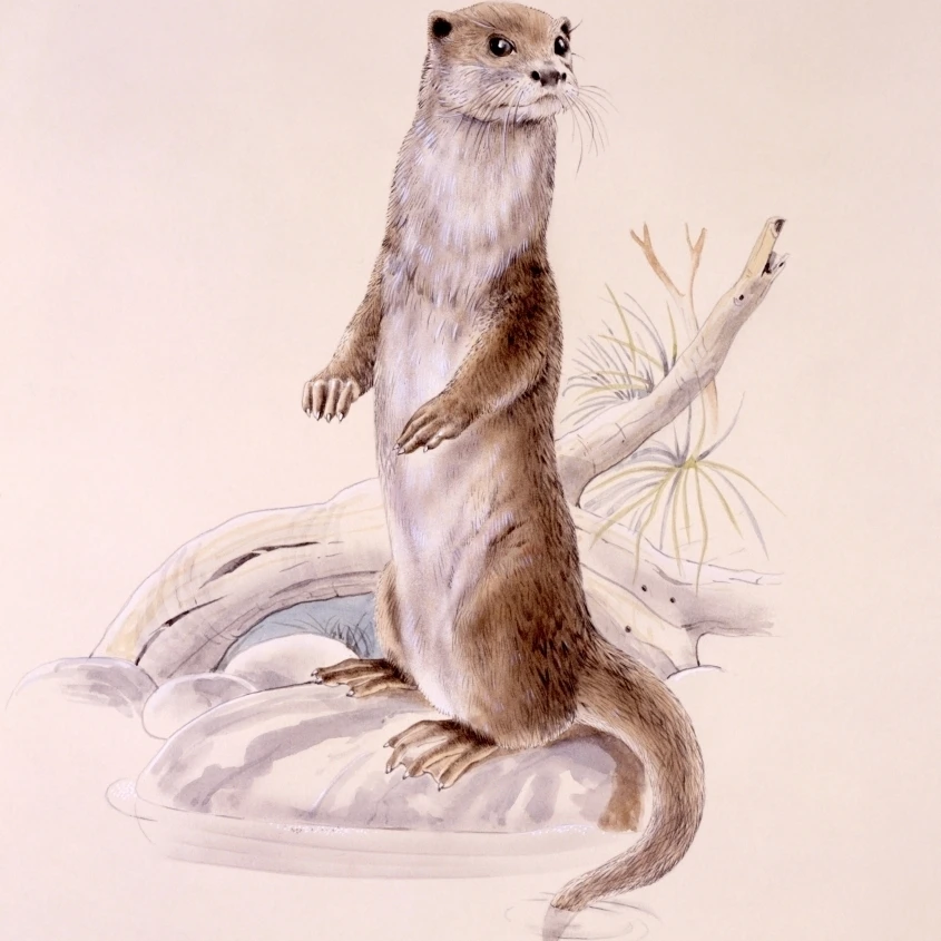 Otter Standing On Hind Legs Poster Print By Malcolm Greensmith <ALIMT >&reg;</ALIMT> Adrian Bradburymary Evans (18 X 24)