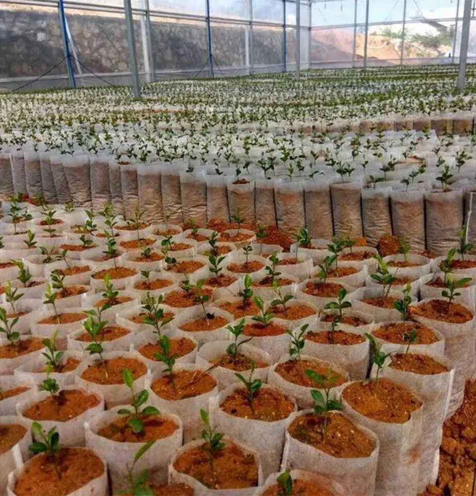 100PCS Different Biodegradable Non-woven Nursery Bags Plant Grow Bags For Fabric Seedling Raising Bag Plants Garden Supply 100PCS Different Biodegradable Non-woven Nursery Bags Plant Grow Bags For Fabric Seedling Raising Bag Plants Garden Supply