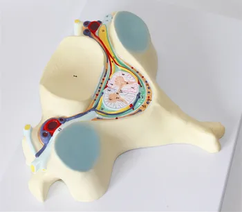 

Human 7 times Enlarged 5th Cervical Vertebra Spinal Replica ModelAnatomical anatomy skeleton veterinary brain anatomia skull