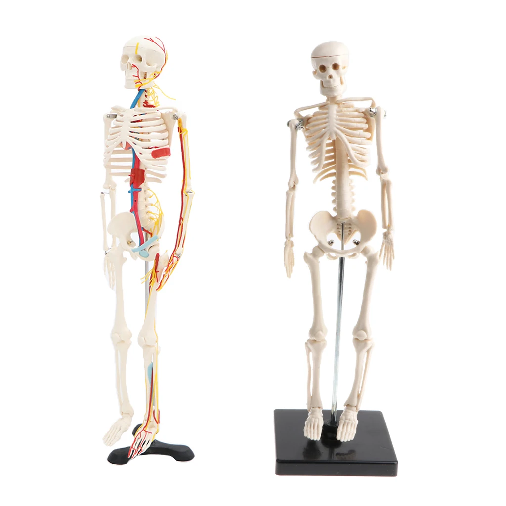 42cm Human Children Body Skeleton Model & 85cm Skeleton Bone Model with Heart Vessel School Anatomical Models Teaching Aids