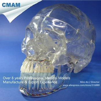 

12336 / X-Ray Transparent Human Medical Skull Model ,Medical Science Educational Teaching Anatomical Models