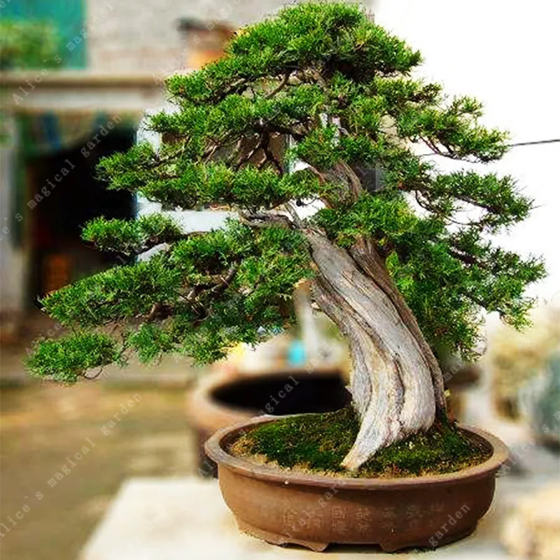 

50 Pcs Platycladus Thuja Orientalis Arborvitae Bonsai Four Seasons Evergreen Ornamental longevity Plant