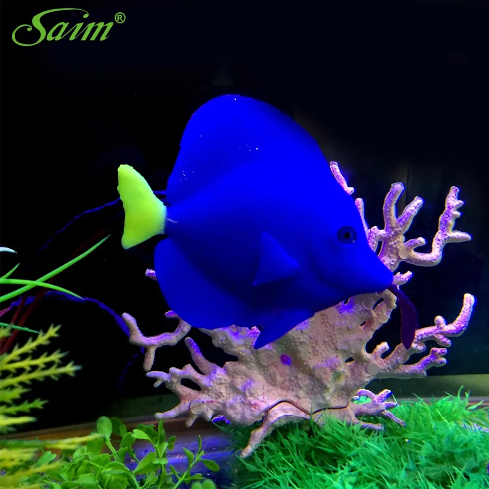 blue aquarium fish