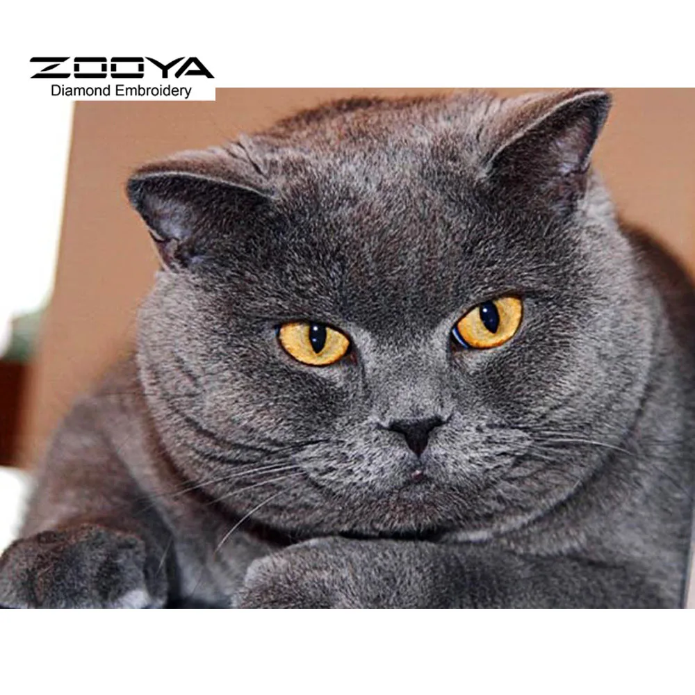 британская короткошерстная цвет подушечек. британец кот в возрасте. британец кот в возрасте. кастрированные британские коты. британская короткошёрстная кошка толстая.