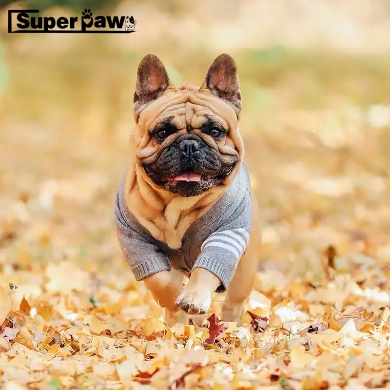 paws teddy pug