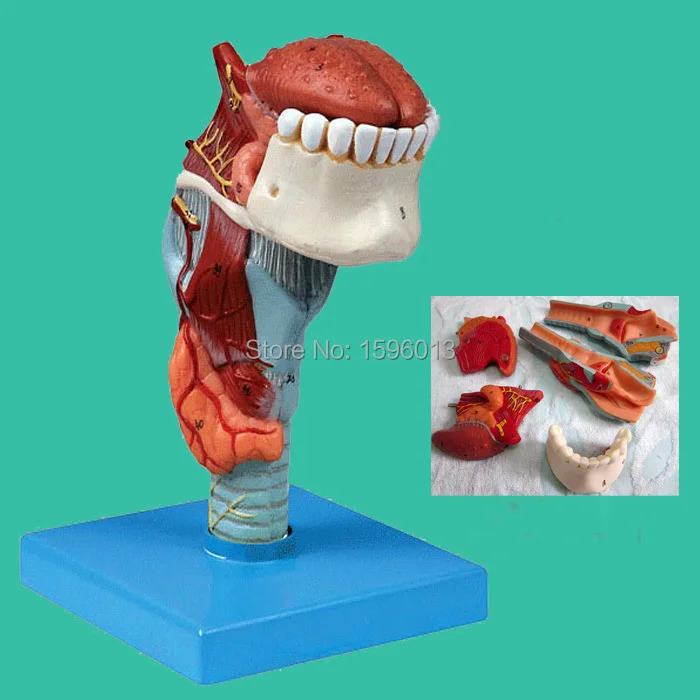 Ларинкс с таунгом и моделью зубов модель анатомического ларинкса|model outfit|model