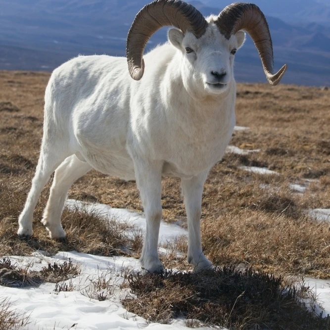 A Dall Sheep Ram Stands On Tundra  Denali National Park And Preserve  Interior Alaska  Autumn Poster Print (12 x 19)