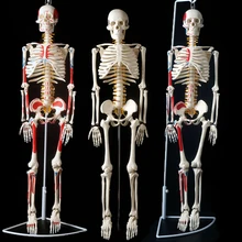 85 см модель скелета модель человека с мышечной позвоночника нерва системы медицинские Обучающие, развивающие оборудование