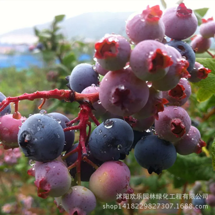 

Blueberries blueberry bonsais quality south fruit ashei with nutritional bowl shipments to ensure survival 10pcs/Pack