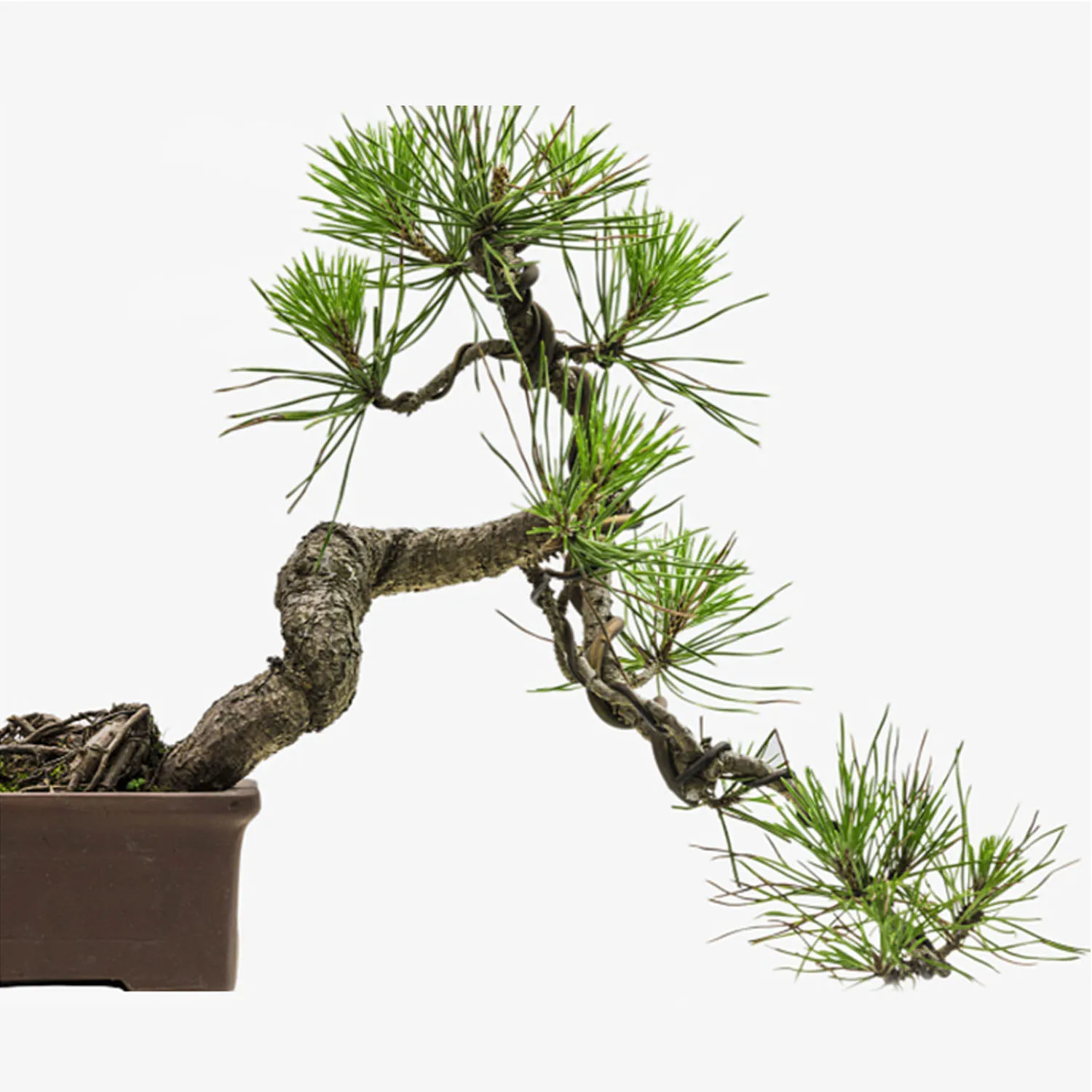 6 Roll 5m Aluminum Tree Training Wires for Garden Plants Bonsai Beginners Trainers Artists 1mm/1.5mm/2mm Black