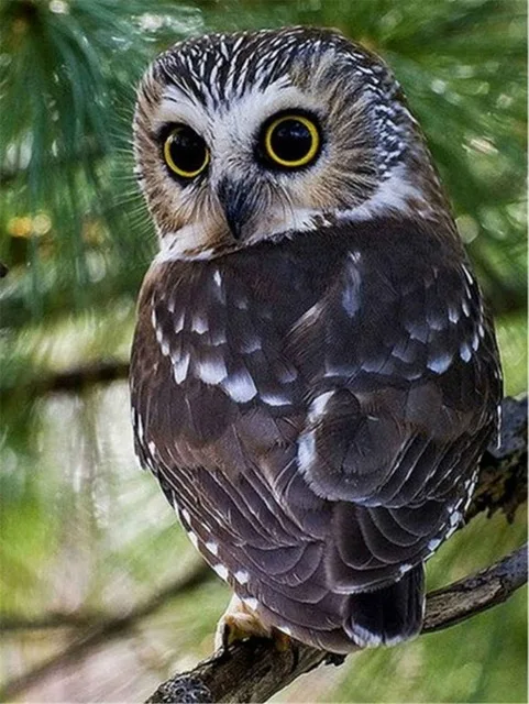 HOMFUN-Full-Square-Round-Drill-5D-DIY-Diamond-Painting-Cartoon-animal-owl-3D-Embroidery-Cross-Stitch.jpg_640x640 (4)