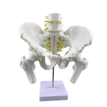

Pelvic and lumbar spine and femoral head model pelvic model human spine with pelvic model femoral head