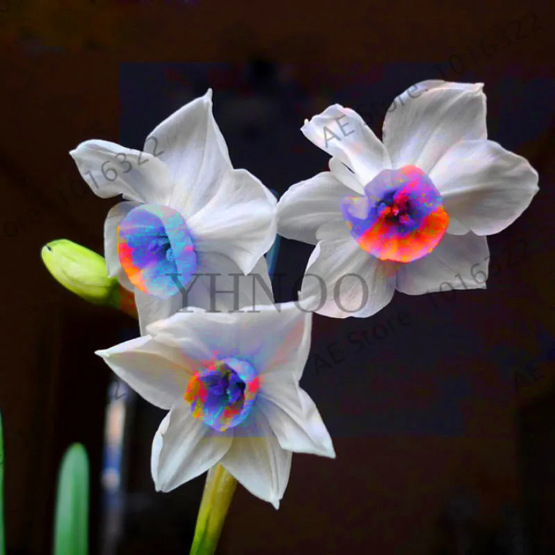 

Genuine!Beautiful Narcissus Flower Balcony Plants Daffodil Bonsai Absorption Radiation Narcissus Tazetta Garden,100 PCS,#EVZOJT